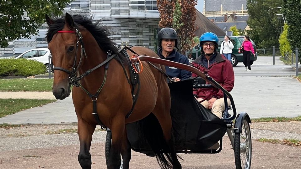 Le trotteur, parfait partenaire du loisir d’attelage