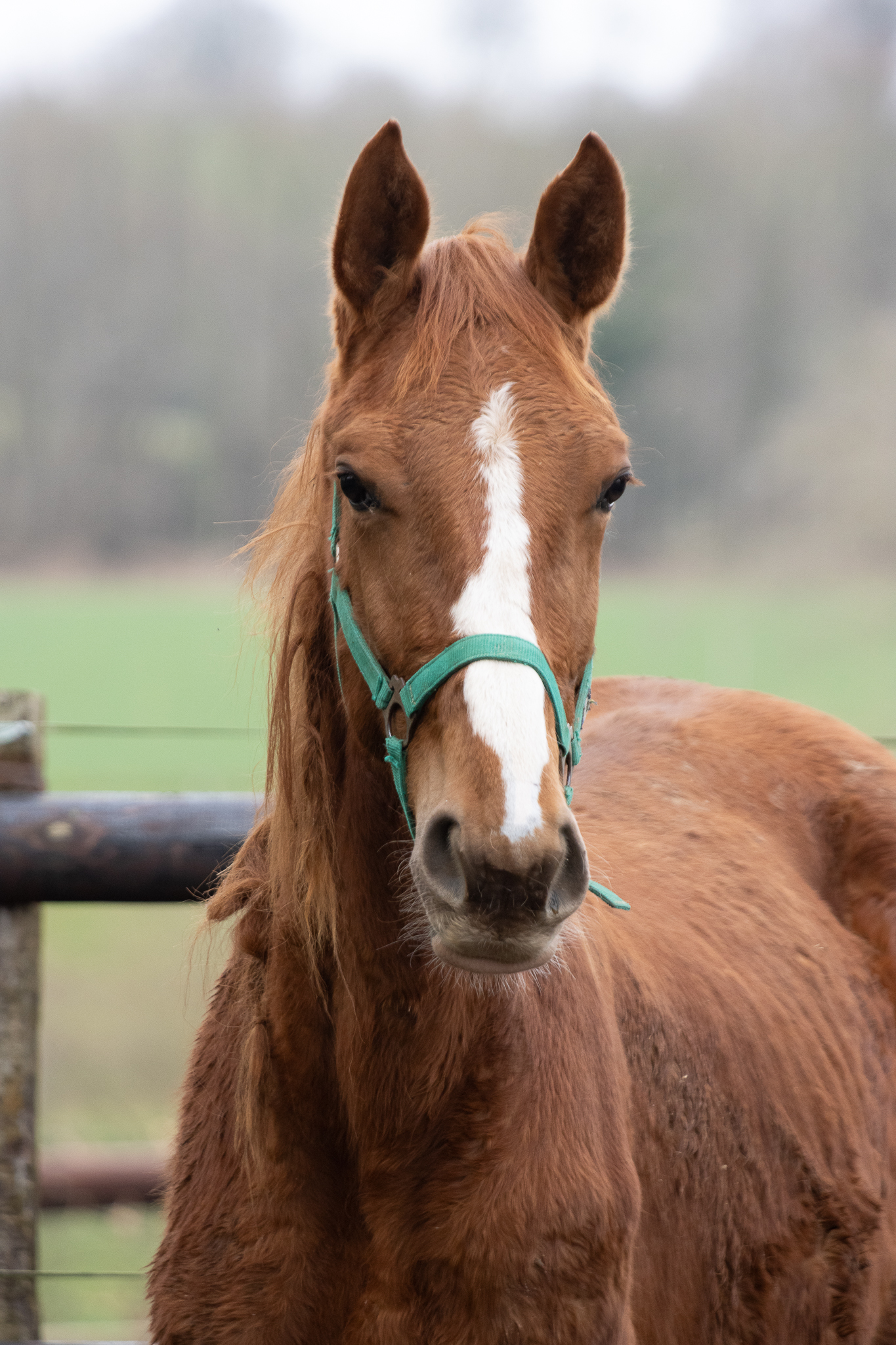 Trotteur Français avec un licol vert au pré