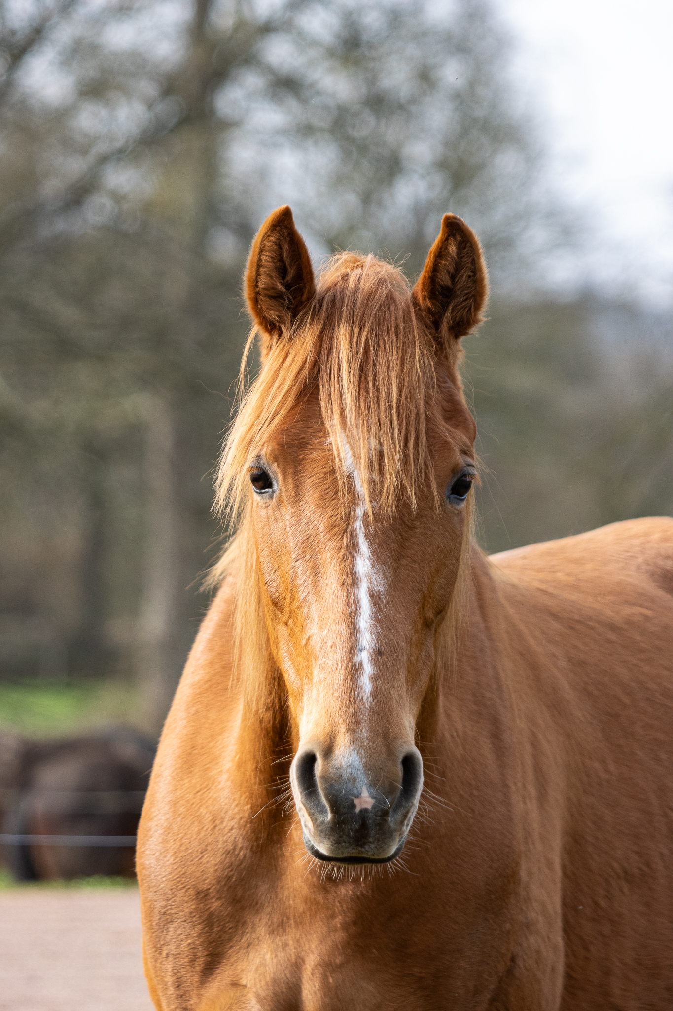Portrait d’un Trotteur Français