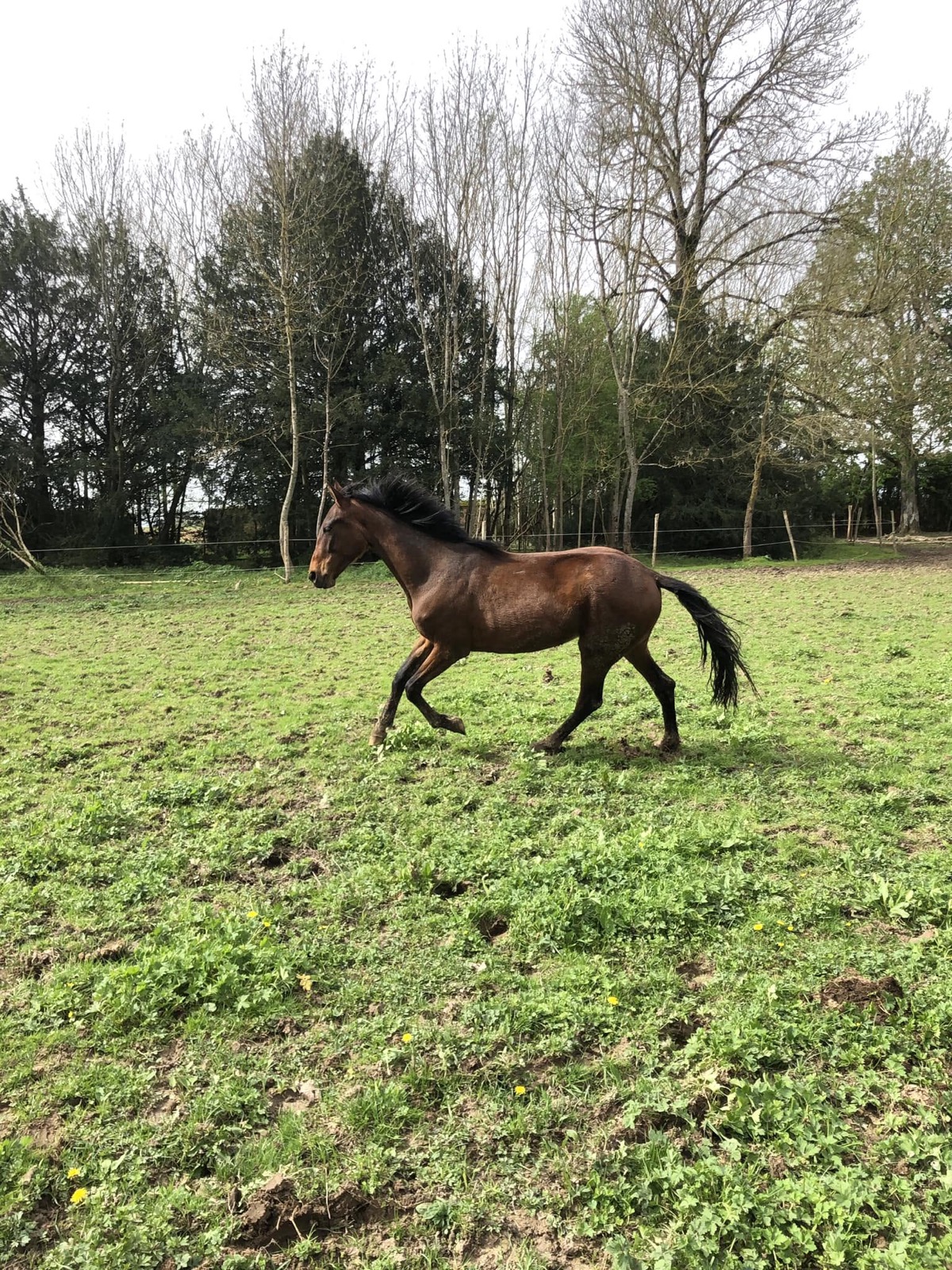 Miss trottant dans un pré