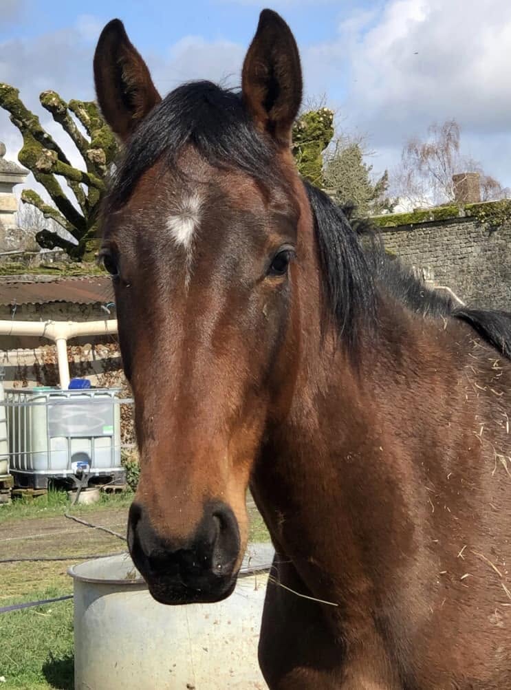 Portrait de Miss au pré