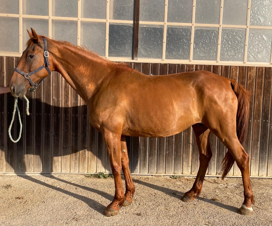 Samara de Faverol vue de profil devant son écurie