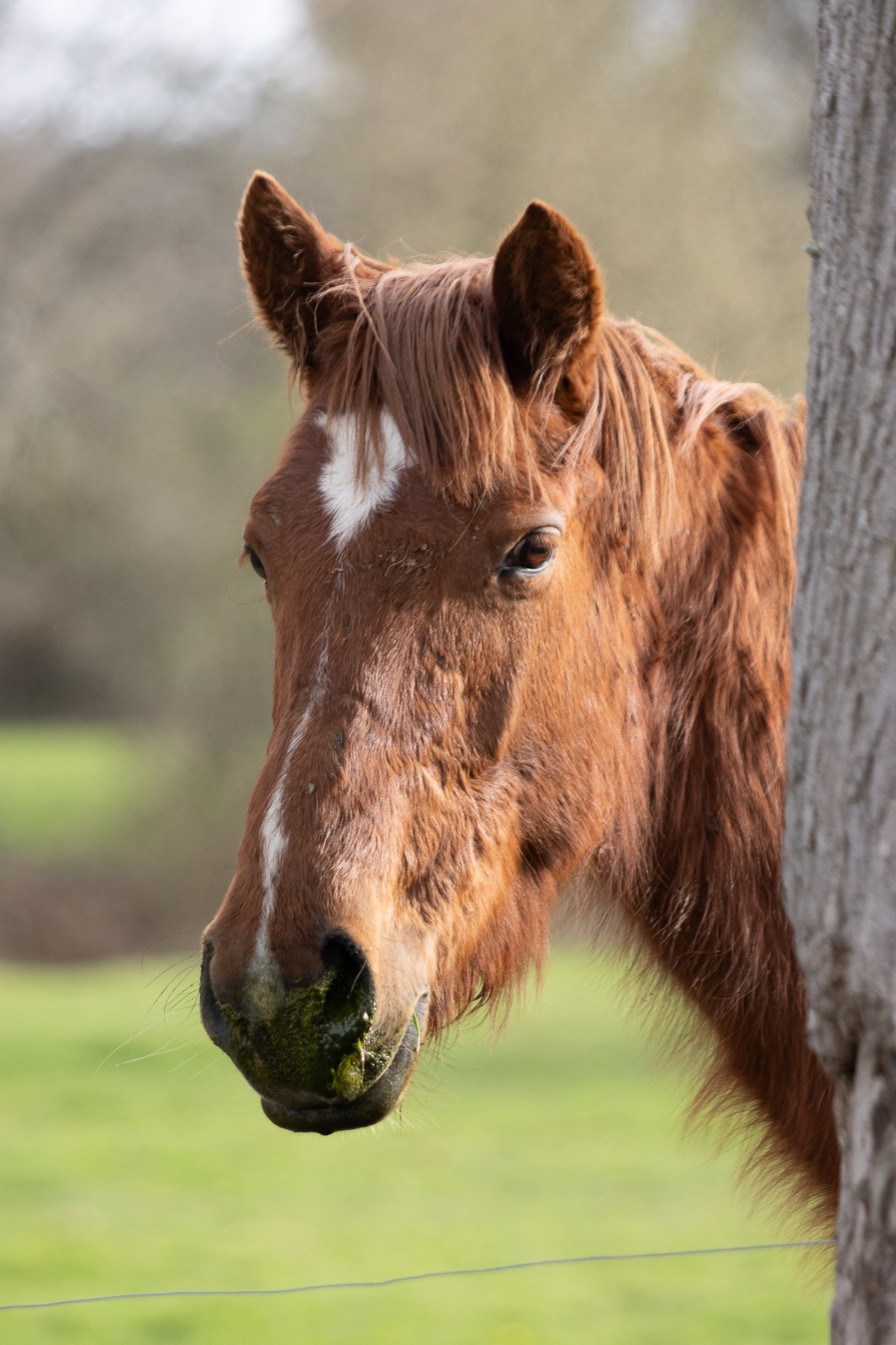 Portrait d’un trotteur dans son pré