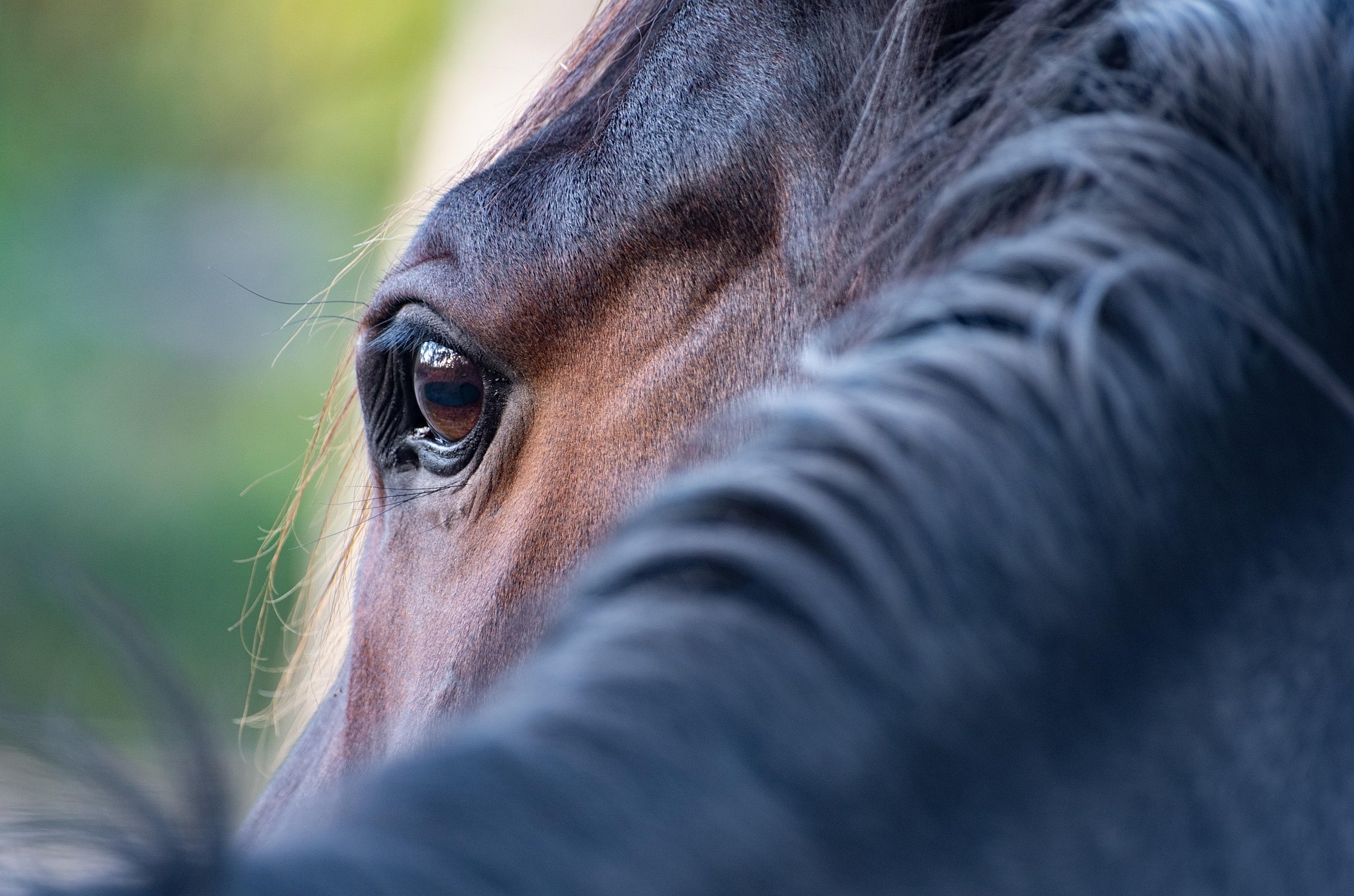 Gros plan sur l’œil d’un cheval