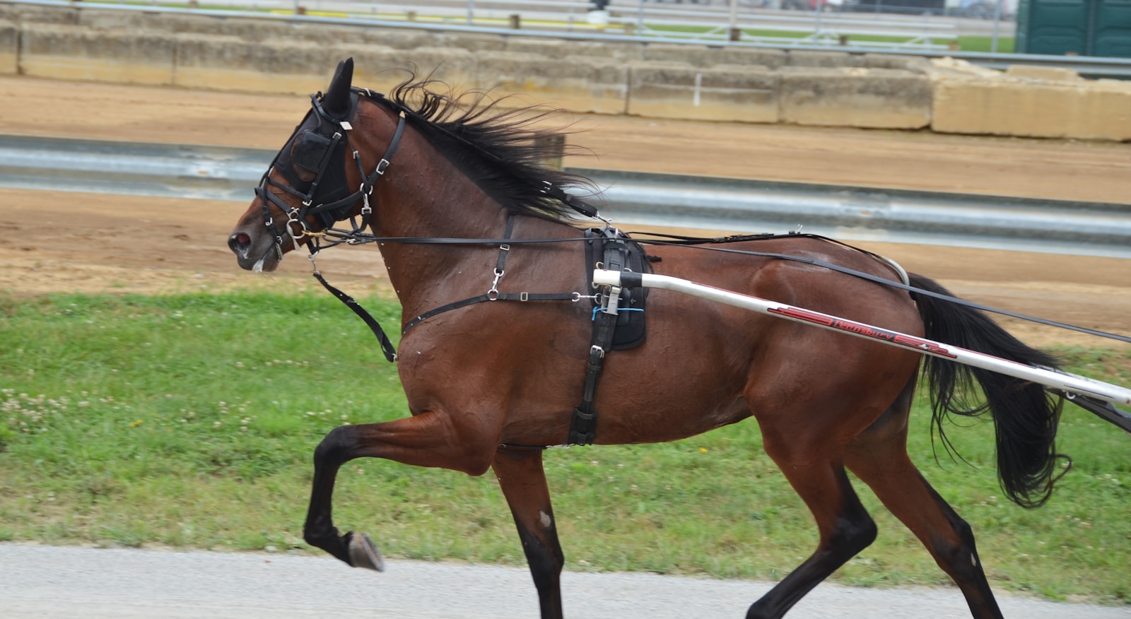 Trotteur en course de trot attelé