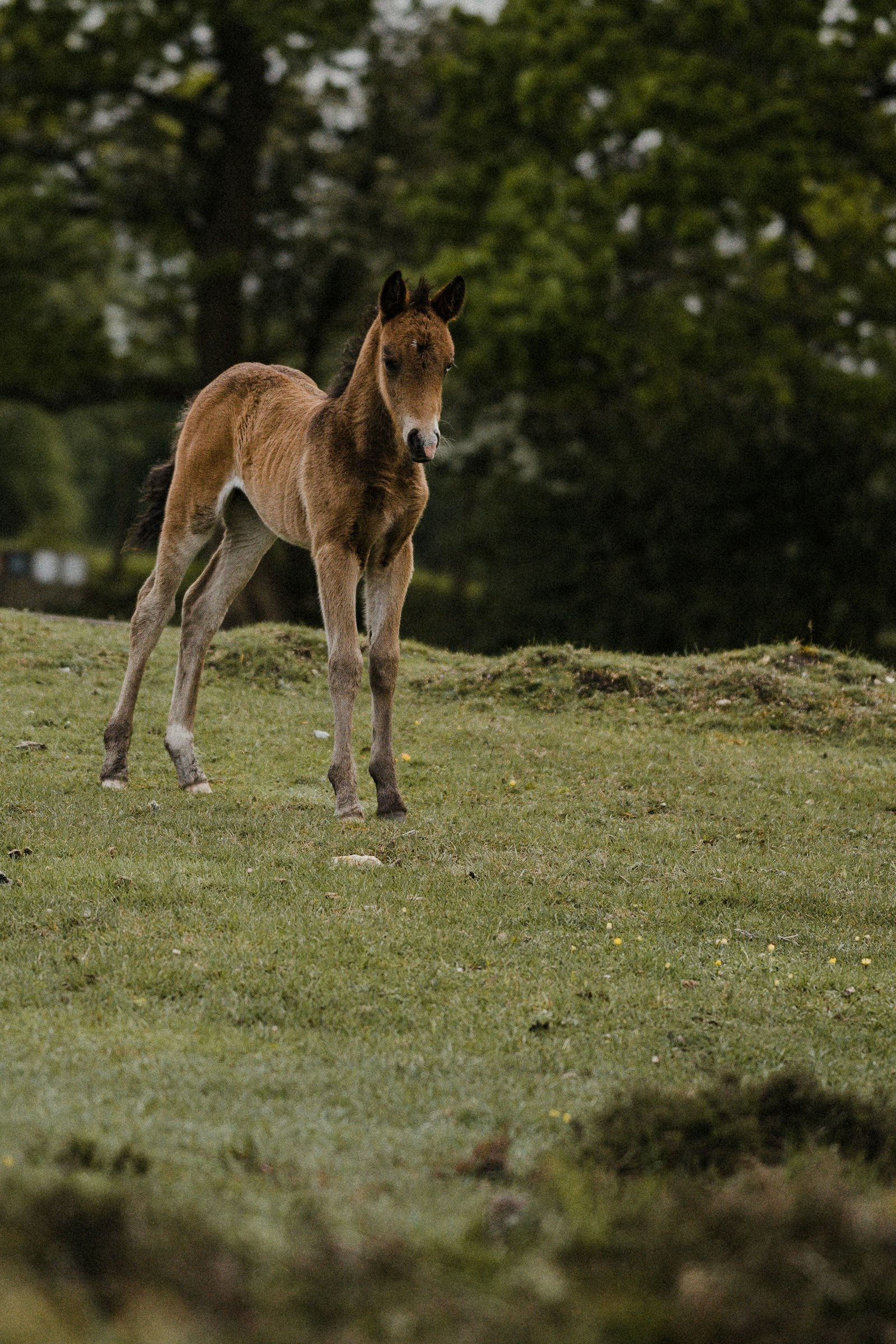 Poulain dans un pré
