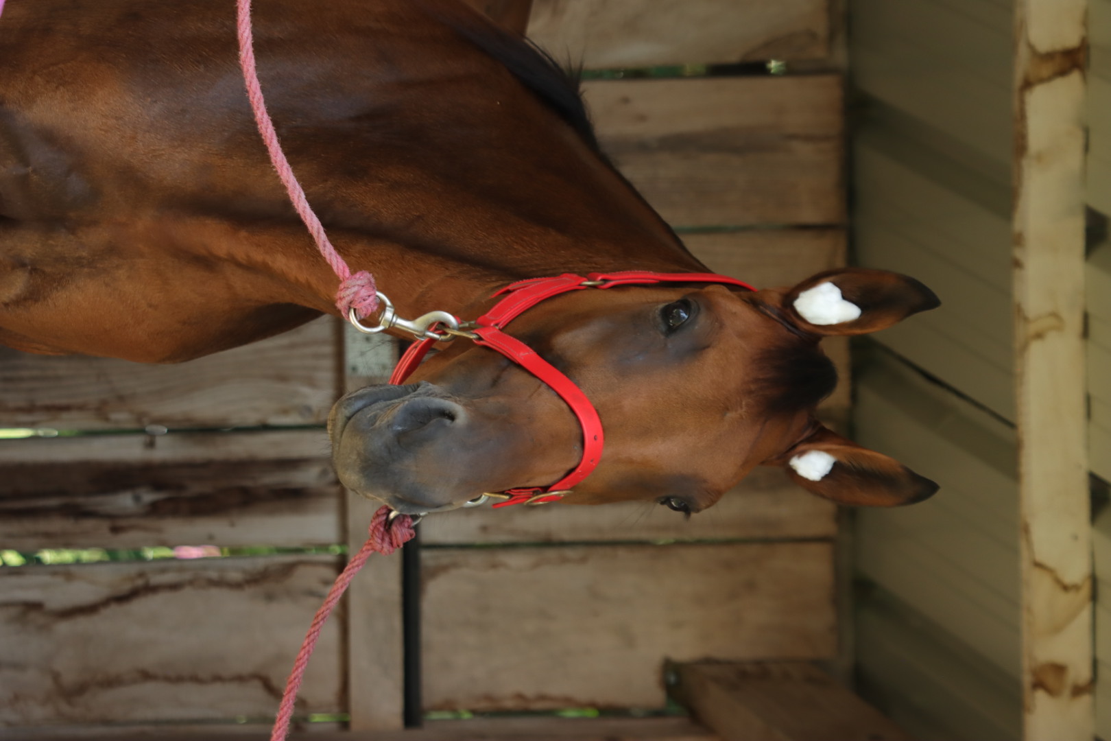Portrait d’un cheval pendant la journée Race & Care à Lannemezan