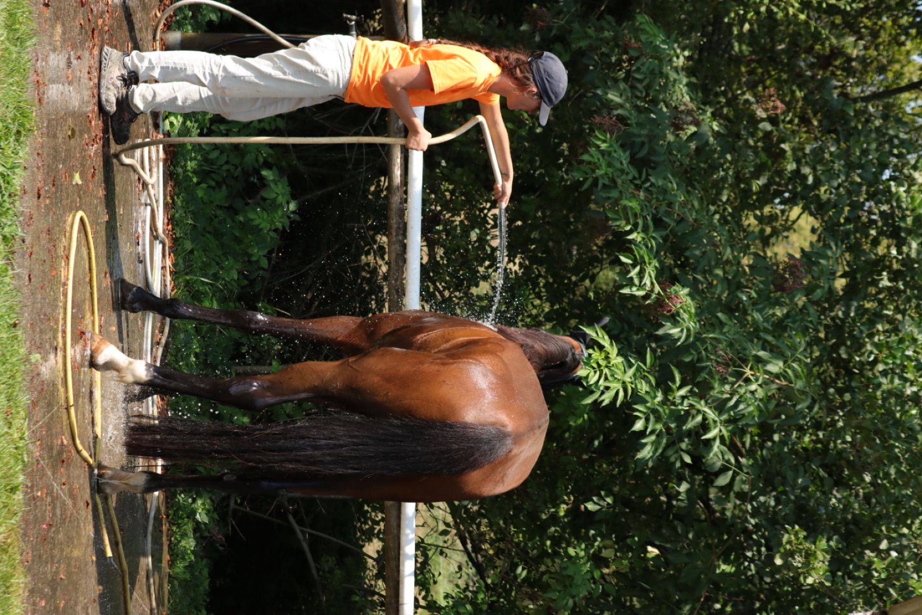 Un cheval rafraîchi après l’effort à Lannemezan